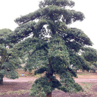 イヌマキ 槇 羅漢松 庭木 植木 現物確認対応 値下げ交渉対応の画像