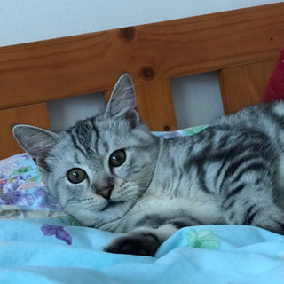 愛猫を探しています！
