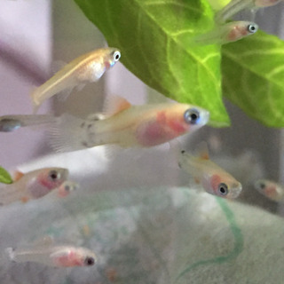 熱帯魚 稚魚10匹（外国産グッピー5匹＋ミッキーマウスプラティ5匹）