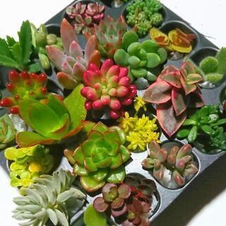 多肉植物 25カット苗【育成説明書付き】の画像