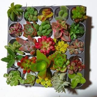 多肉植物 25カット苗【育成説明書付き】の画像