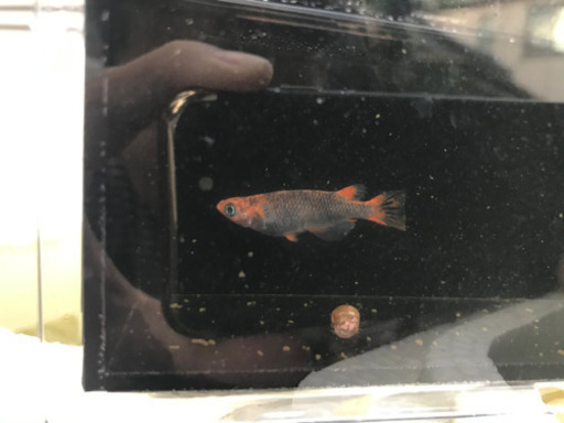 五式タイプR メダカ　7匹