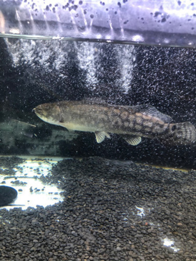 アミアカルヴァ120セット