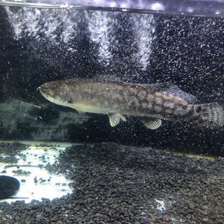 アミアカルヴァ120セット
