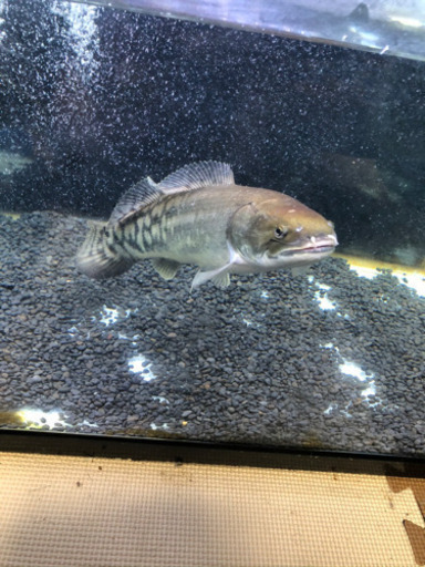アミアカルヴァ120セット
