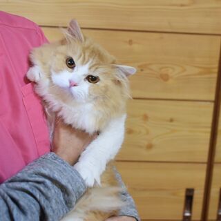 単身者・高齢者可！スコティッシュフォールド♂４歳の画像