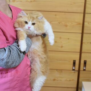 単身者・高齢者可！スコティッシュフォールド♂４歳 - 鹿嶋市