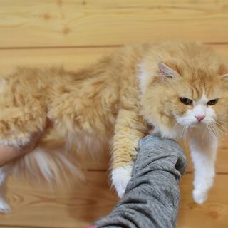 単身者・高齢者可！スコティッシュフォールド♂４歳 - 猫