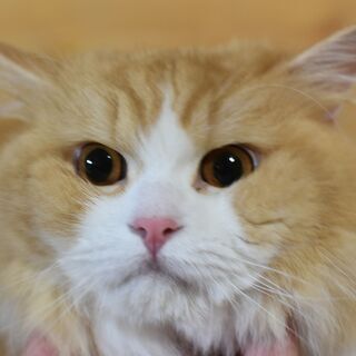 単身者・高齢者可！スコティッシュフォールド♂４歳 − 茨城県