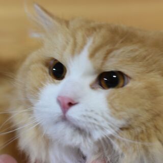 単身者・高齢者可！スコティッシュフォールド♂４歳 - 里親募集