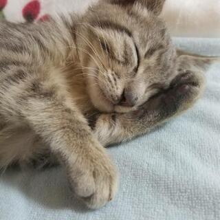 介護士募集の画像