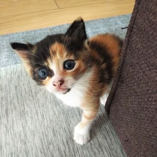 10月4日産まれ！仔猫と母猫の里親募集！！