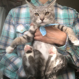 優しい姉妹猫　グレとグラ3ヶ月半 - 横浜市