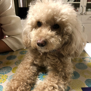 犬友さん情報交換しましょう