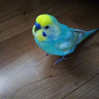 セキセイインコ　探しています