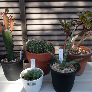 多肉植物類９種類セット　現在取引中の画像