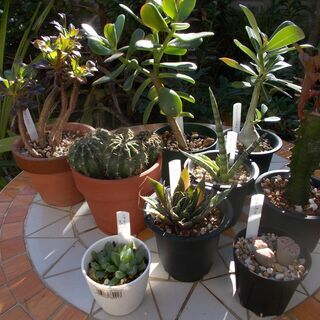 多肉植物類９種類セット　現在取引中の画像