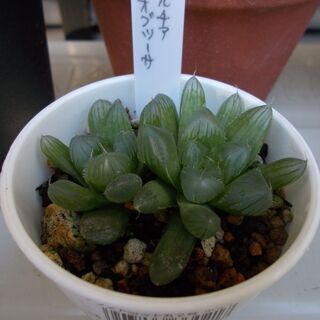 多肉植物類９種類セット　現在取引中の画像