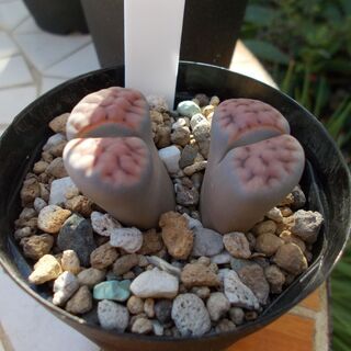多肉植物類９種類セット　現在取引中の画像