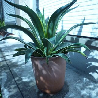 アガベ　観葉植物