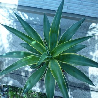 アガベ　観葉植物の画像