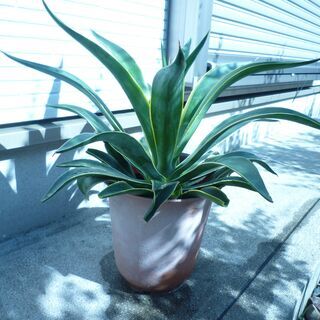 アガベ　観葉植物の画像