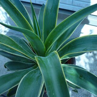 アガベ　観葉植物の画像