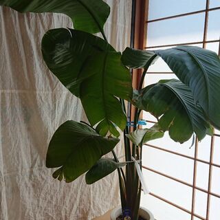 観葉植物  オーガスター