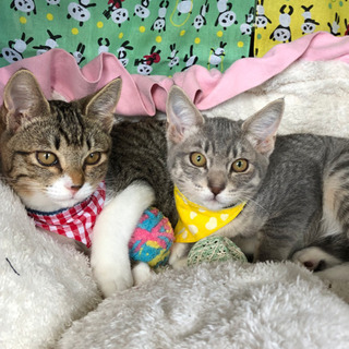 優しい姉妹猫　グレとグラ3ヶ月半