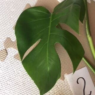 引越の為に整理してます【２／白いポット付】お部屋のインテリアと空...