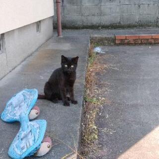 どなたか黒猫ちゃん飼ってください