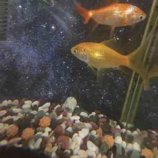 金魚2匹
