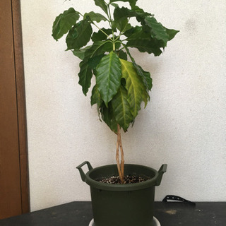 コーヒーの木