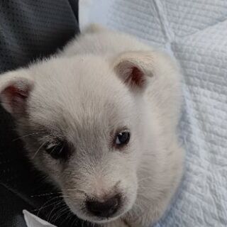 おとぼけ顔の子犬🍀可愛さ１００％🦴 - 福山市