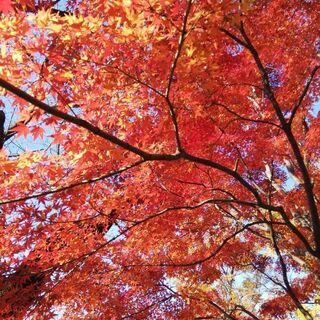 11月4日16時頃【散歩仲間募集】池袋辺り