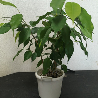 植物