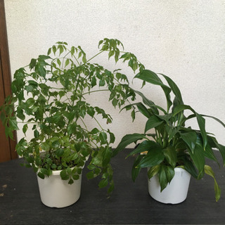 植物2