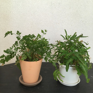 植物3
