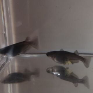 ☆｡◕‿◕｡)ﾉ　黒揚羽ペア　成魚　産卵中　☆｡◕‿◕｡)ﾉ　の画像