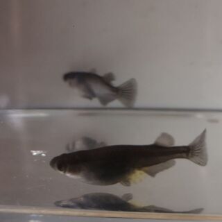 ☆｡◕‿◕｡)ﾉ　黒揚羽ペア　成魚　産卵中　☆｡◕‿◕｡)ﾉ　の画像