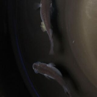 ☆｡◕‿◕｡)ﾉ　黒揚羽ペア　成魚　産卵中　☆｡◕‿◕｡)ﾉ　