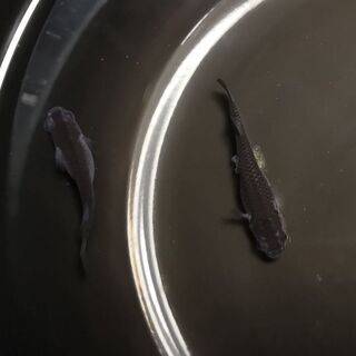 ☆｡◕‿◕｡)ﾉ　黒揚羽ペア　成魚　産卵中　☆｡◕‿◕｡)ﾉ　の画像