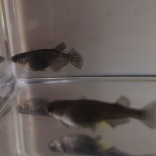 ☆｡◕‿◕｡)ﾉ　黒揚羽ペア　成魚　産卵中　☆｡◕‿◕｡)ﾉ　の画像