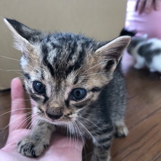 子猫の里親募集