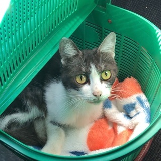 鹿児島県、霧島市。子猫の里親を募集します