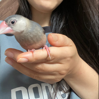 手乗り文鳥、里親さん募集