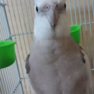 オカメインコが脱走しました