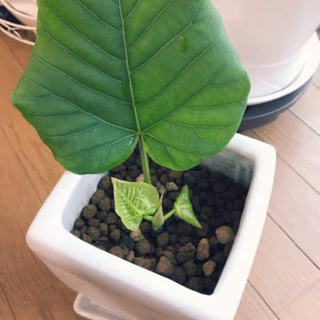 ウンベラータの葉っぱ