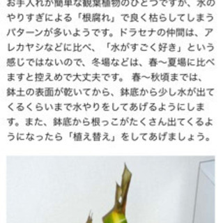 ★差し上げます★幸福の木★観葉植物★リビングにどうぞの画像