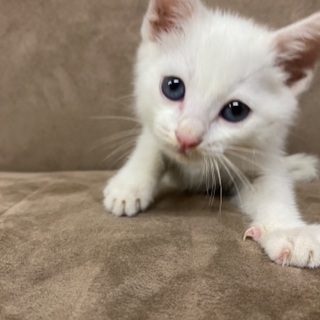 白くて青目の仔猫